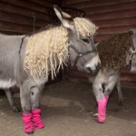 Fuchsia Pink Is In Fashion