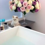 Karl Lagerfeld’s Perfume Is Chanel’s Allure? Also He Has A Kitten