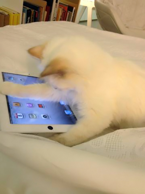 Even Lagerfeld’s Cat Has An iPad!