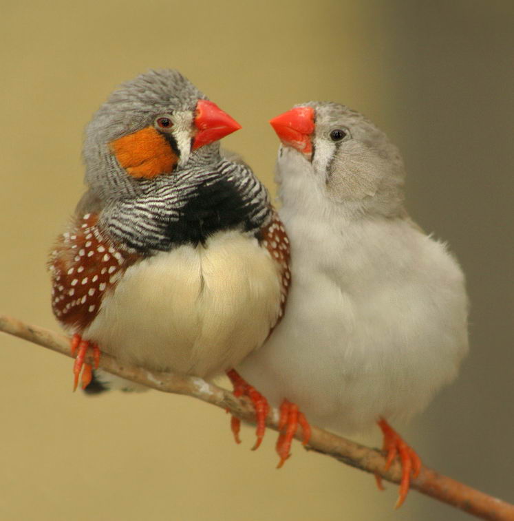  that when the Zebra Finches form a couple, they don't break up anymore.