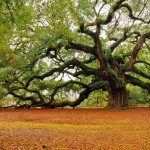 Angel Oak Tree l