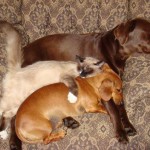 Beauty Sleep Virtues