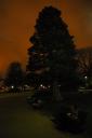 The Most Beautiful Tree on Champs-Elysées