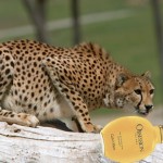 Calvin Klein Obsession For Men Perfume, Felines Favorite