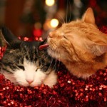 Ready For Christmas! The Hump Day Edition