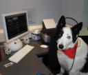 Stylish Music Therapy For Dogs