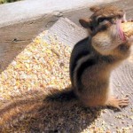 Happy Stuffing!