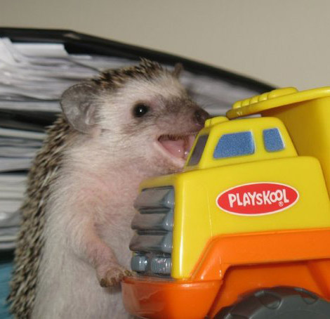 happy-hedgehog.jpg