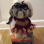 Harry Potter Doggy Style