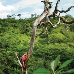 Karlie Kloss in a tree for T Travel