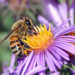 What Decimates Bees?