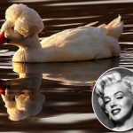 Marilyn Monroe haircut duck