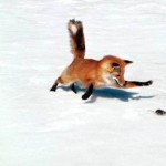 Mouse Hunt