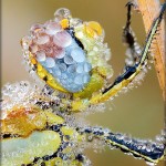 The Dew – Amazing Photo