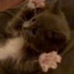 Easy Like Playing With Kittens!