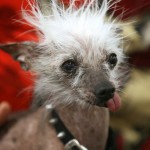 Bad Dog Hair Day!