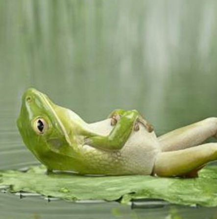relaxing-frog.jpg
