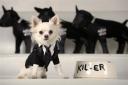 Get the Latest Oscar Red Carpet Looks for your Dog!
