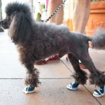 Sneakers for dogs