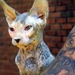Tattooed Kitten. Too Much?
