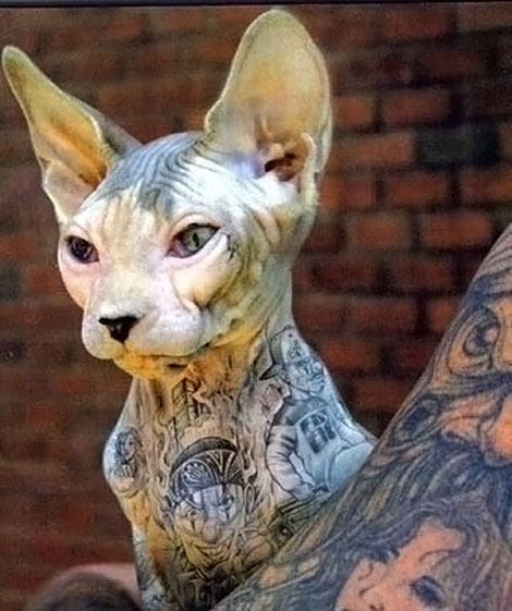 A fur-less cat with tattoos all over. How is that for extreme tattoos?