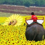Sunflower Fields Forever!