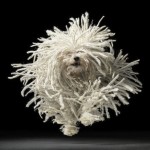 I Whip My Hair. You Whip Your Hair. Everybody…