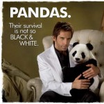 Pandas. Tugg Speedman Relocates
