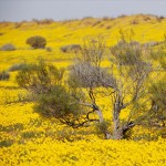 Yellow wildflowers National Simpson Park Australia Jason Edwards large