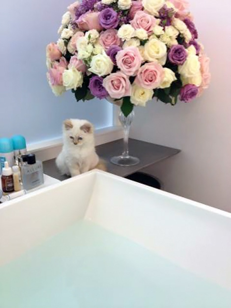 Karl Lagerfeld s bathroom and kitten Choupette