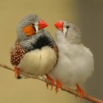 A couple of Zebra Finches on a branch