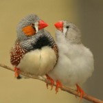 A couple of Zebra Finches on branch