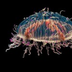 Beautiful Jellyfish large
