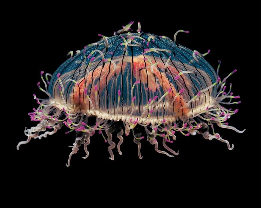 Easy Like Haute Couture Jellyfish