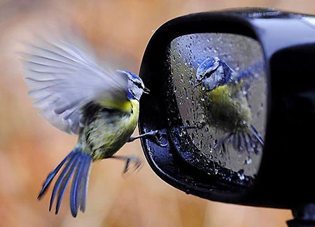 Bird Car Mirror