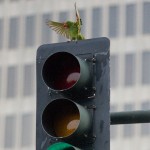 Birds Traffic Light