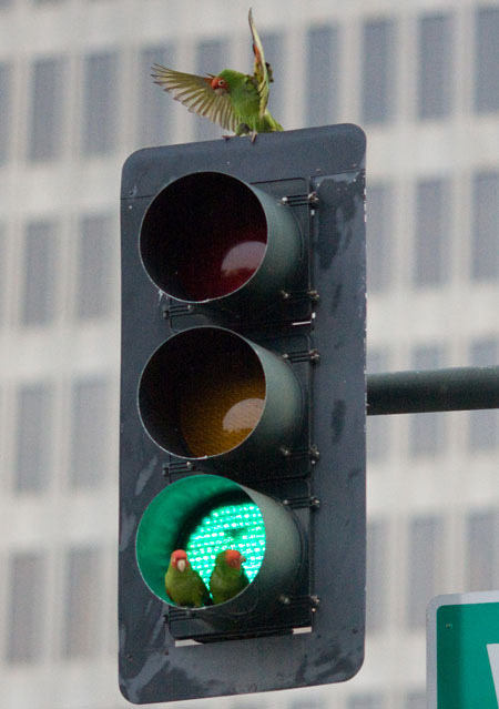 Birds Traffic Light