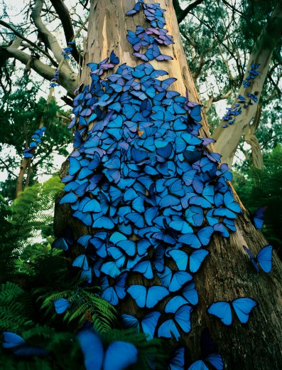 My Blue Butterfly Tree