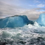 Blue iceberg penguins