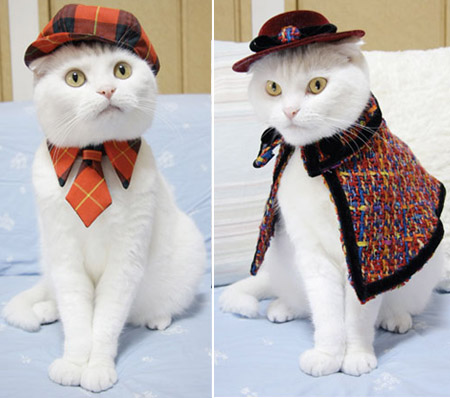 Cat Prin the Tailor of a Cat cat clothes 4