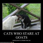 Cats Goats Funny