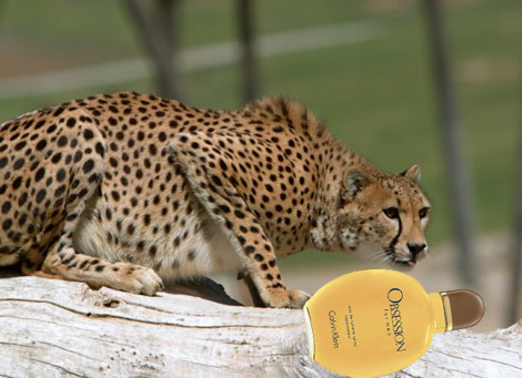 Cheetah Love Calvin Klein Obsession for men perfume