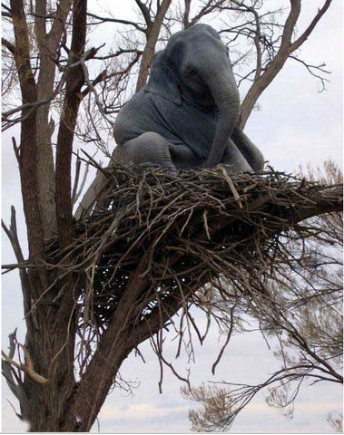 Elephant Tree nest