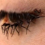 Would You Wear Fake Eyelashes Made From Flies Legs?