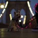 gadgets for pets illuminated leash