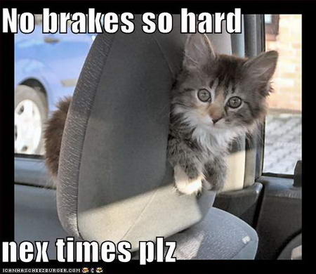 Kitten in car