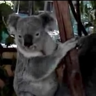 Koala, The Fierce!