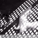 Lagerfeld s cat Choupette latest picture