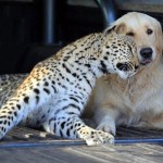 Leopard Golden Retriever dog friendship
