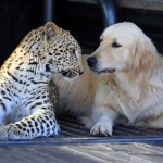 Leopard Golden Retriever friendship